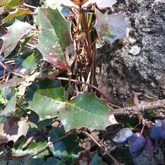 Berberis alpina