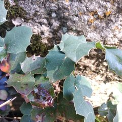 Berberis alpina