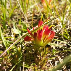 Castilleja moranensis