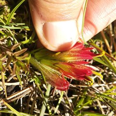 Castilleja moranensis