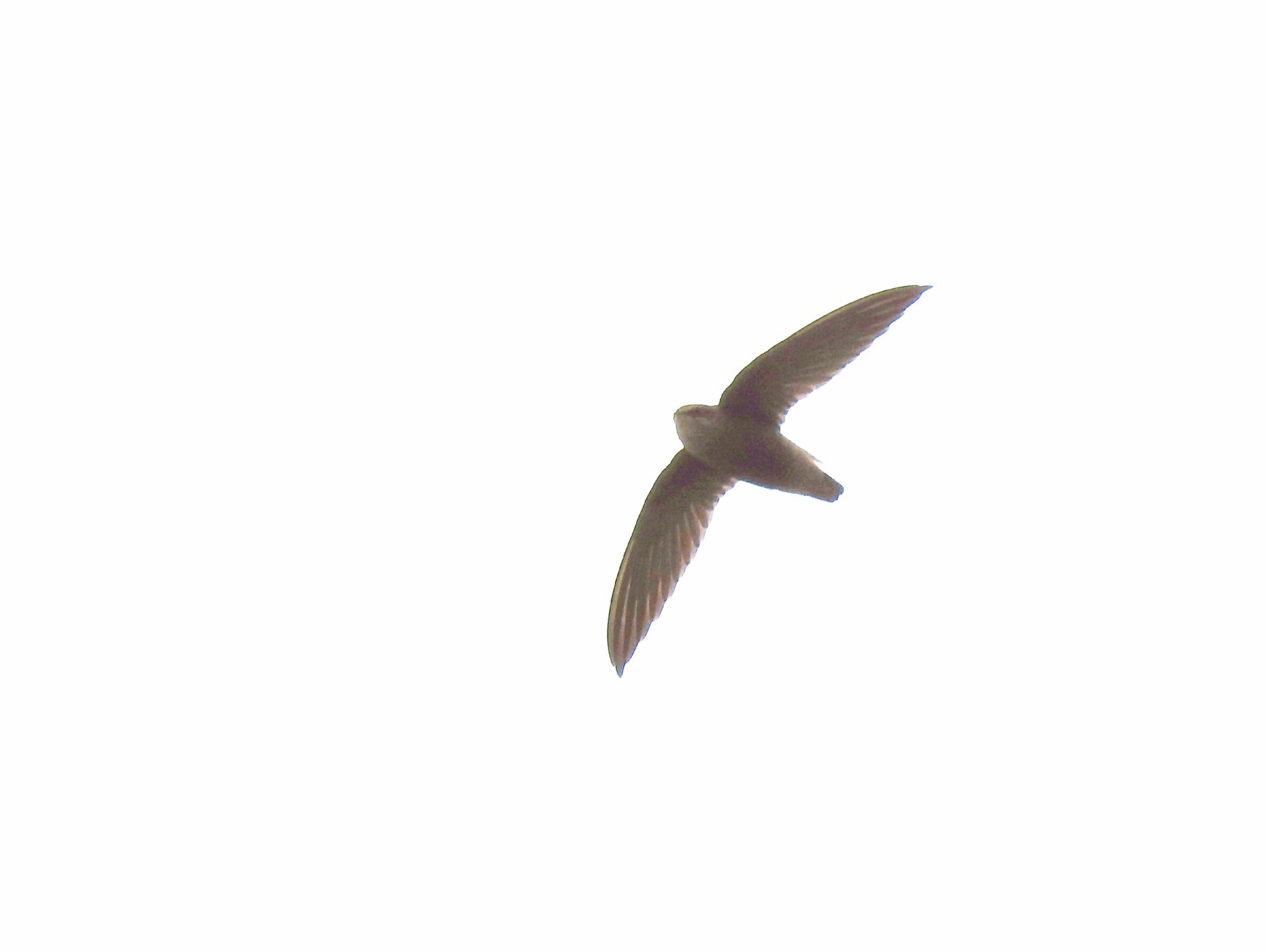 Sick's Swift (Chaetura meridionalis), photo 7
