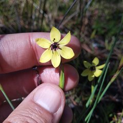 Sisyrinchium conzattii