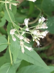Eupatorium godfreyanum