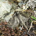 Holoarctia sordida - Photo (c) teresap,  זכויות יוצרים חלקיות (CC BY-NC), הועלה על ידי teresap