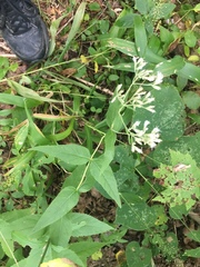 Eupatorium godfreyanum
