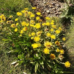 Hymenoxys integrifolia
