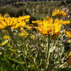 Hymenoxys integrifolia