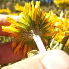 Hymenoxys integrifolia