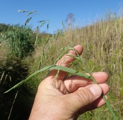 Glyceria elata