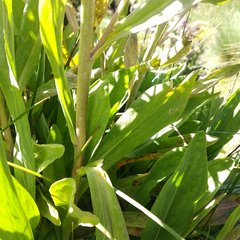 Hymenoxys integrifolia