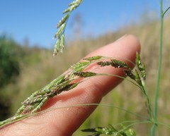 Glyceria elata