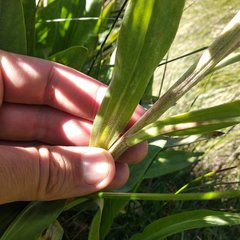 Hymenoxys integrifolia