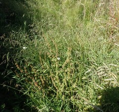 Glyceria elata