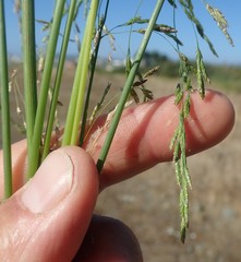 Glyceria elata