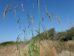 Glyceria elata