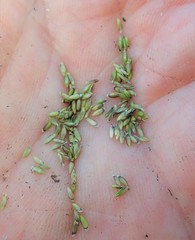 Glyceria elata