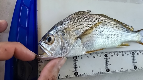 Steeplined drum (Larimus acclivis) — Sciaenidae — 5