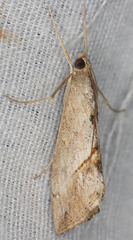 Evergestis obliqualis