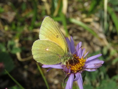 Colias hecla
