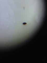 Corylophidae