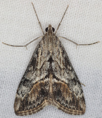 Evergestis subterminalis