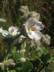 Malacothamnus clementinus