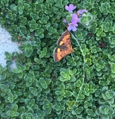 Pyrausta californicalis
