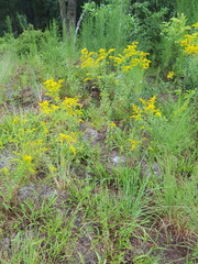 Solidago chapmanii image