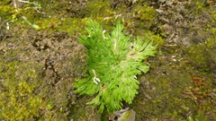 Selaginella pilifera