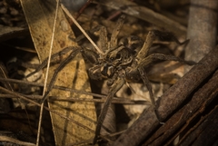 Tasmanicosa kochorum