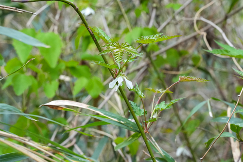 Rubus palmatus, photograph 1