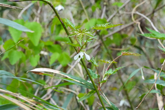 WATANABE Hitoshi 渡辺仁, CC BY, iNaturalist via GBIF Rubus palmatus, photograph WATANABE Hitoshi 渡辺仁, CC BY, iNaturalist via GBIF