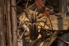 Tasmanicosa kochorum