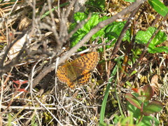 Boloria freija
