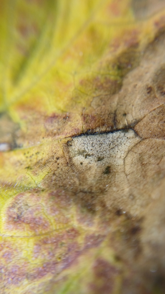 Ascochyta malvicola