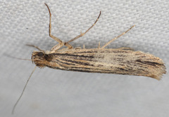 Ypsolopha