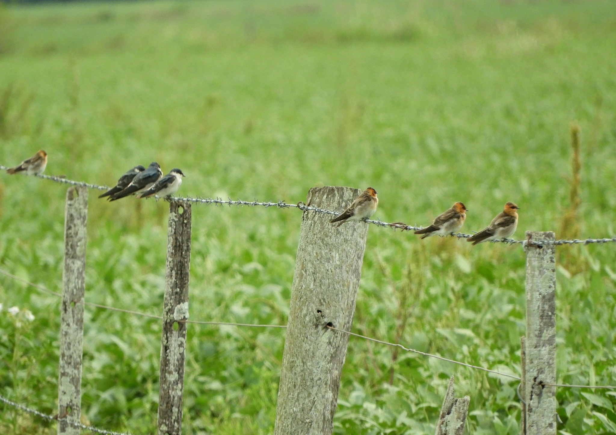 Tawny-headed Swallow (Alopochelidon fucata), photo 5