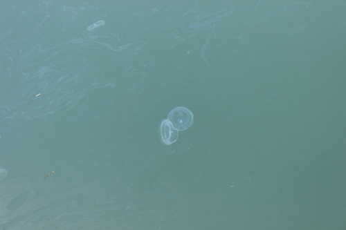 photo of Crystal Jellies (Aequorea)