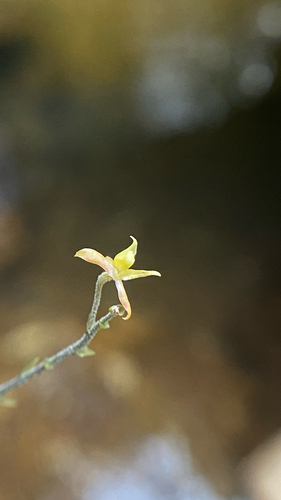 Epidendrum avicula, photograph 2