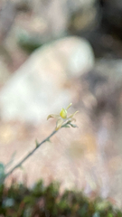 Epidendrum avicula, photograph (c) Rafael Silva, some rights reserved (CC BY-SA)