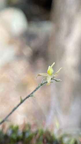 Epidendrum avicula, photograph 4