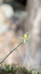 Epidendrum avicula, photograph (c) Rafael Silva, some rights reserved (CC BY-SA)
