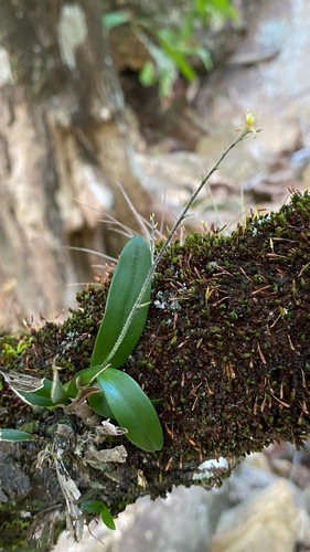 Epidendrum avicula, photograph 6