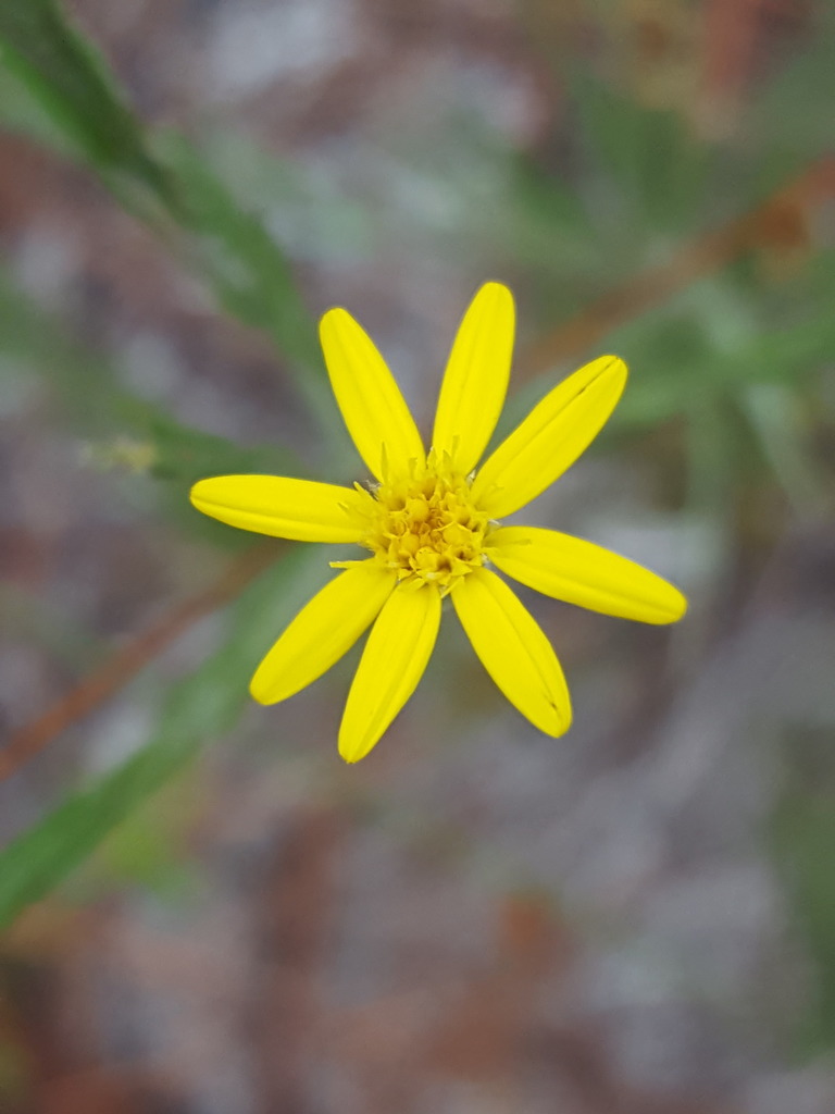 Small-headed Silkgrass