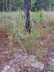 Pityopsis tenuifolia image