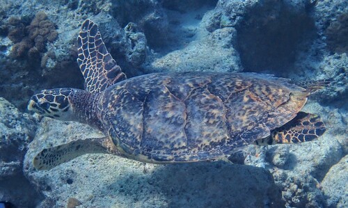 Hawksbill Sea Turtle — seen at this dive site