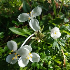 Weldenia candida