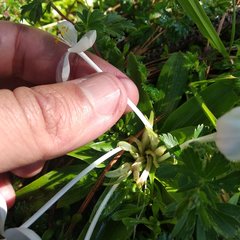 Weldenia candida