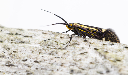 Sulphur Tubic