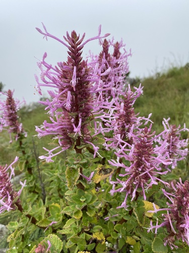 Ugutugulu Whistlesweet (Thorncroftia lotteri)